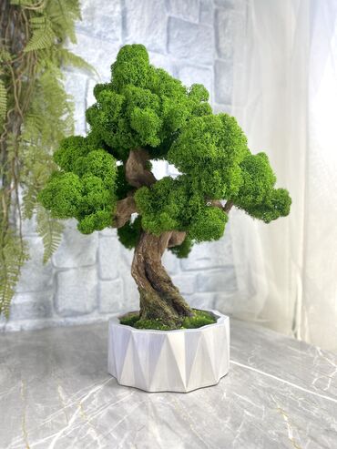 форма для декор: Деревья-бонсай -это уникальные интерьерные композиции ручной работы