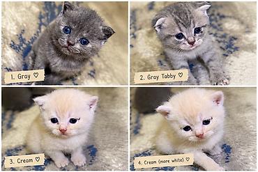 cat: Britan, Erkək, Dişi, Yaxşı əllərə, Ünvandan götürmə, Ödənişli çatdırılma — 1