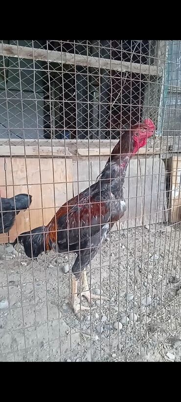 корм для кур несушек цена бишкек: Дакан жожо короз сатылат ден соолугу таза баасы3000 сом кеми бар