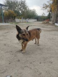 İtlər: Zvonok, 1 il, Erkek -da lalafo.az — 2 İtlər: Zvonok, 1 il, Erkek — 2