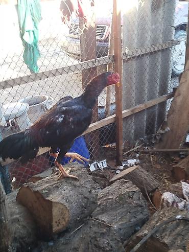 Куры, петухи: Продаю | Петух | Бойцовая | Для разведения — 4