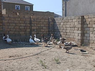Kənd təsərrüfatı quşları: Salam öz qapımin 1 illik yerli kök qazlarıdır hamsı yerilidir — 1