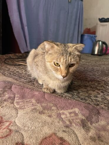 кошка шатланка: Скотиш Фолд (Шотландиялык шалпаң кулак), 1 жаш, Ургаачы, Аргын