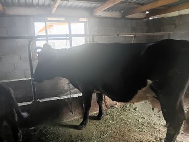 купить домик для кошки недорого: Продаю | Корова (самка) | Голштин | Для молока | Привязанные