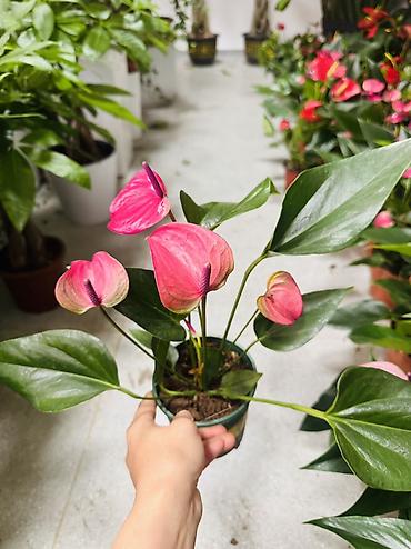 антуриум цветы: Антуриум (Anthurium) в горшке — эффектное комнатное растение с — 1