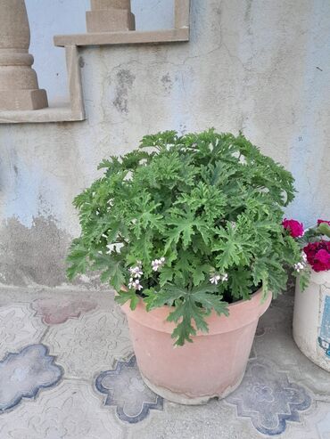 Otaq bitkiləri: Otaq bitkiləri — 4