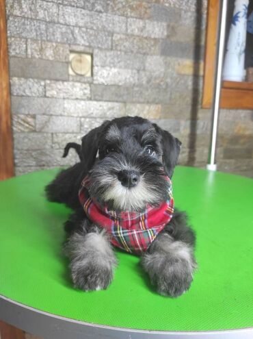 Psi: Patuljasti šnaucer Black & Silver štenci na prodaju. Ostenjeni — 9