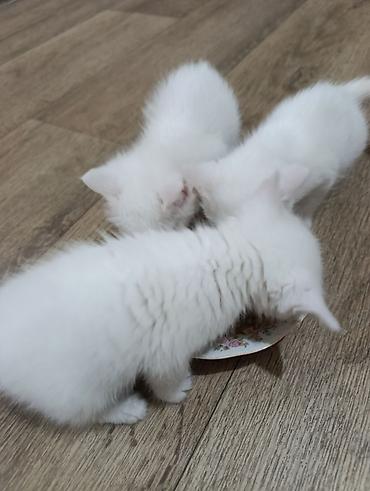 тай кони: Продам котят — 3