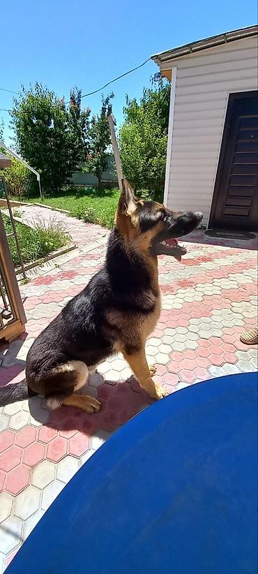 Продажа собак: ❗️❗️❗️❗️ВЯЗКА ❗️❗️❗️Восточно европейская овчарка .Сильный мощный — 9