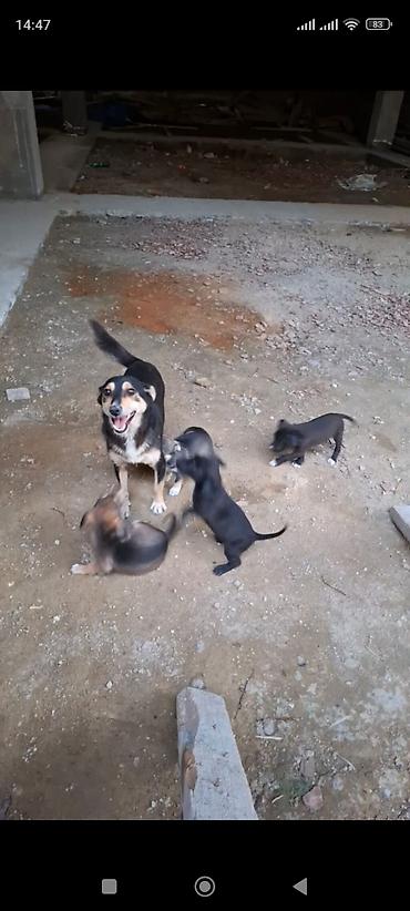 sican balası: Zvonok, 1 ay, Erkək — 6