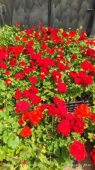 bambuk gülü: Məhsul: Qırmızı sardunya (Pelargonium) saksı gülü Təsvir: - Parlaq — 2