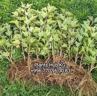 Карагат: Продаются саженцы черной и золотистой смородины (Капитан)! Черная — 1