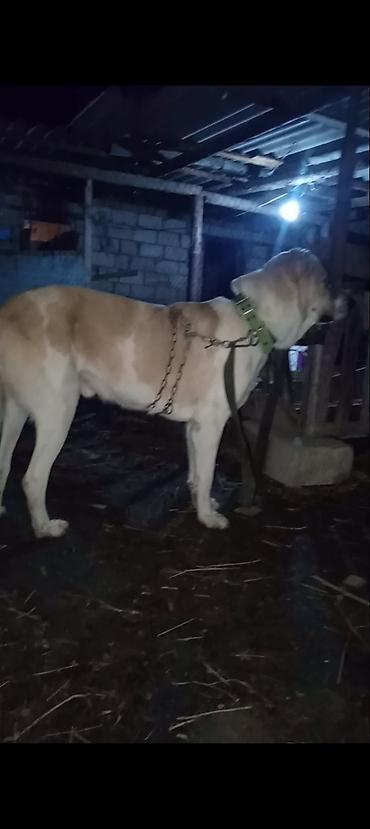 alman ovçarkası satılır: 95 xolka. qanina sohbet ola bilmez. cemi bir meydan gorub. iki yasi — 1