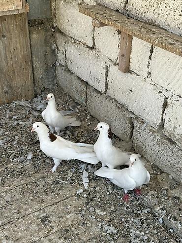 heyvanlar quşlar: Tam saqlam heyvanlar 2 cutu 100 manat 
Wp +994 77 472 00 19 — 4