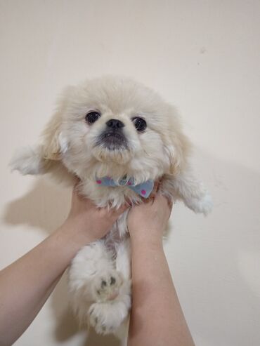 pekines: Pekines, 2 ay, Dişi, Peyvəndli, Ünvandan götürmə, Ödənişli çatdırılma