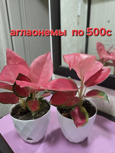 Декабристы: Зигокактус (рождественник, шлюмбергера) штамбовой формы в горшке. - — 21
