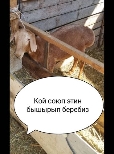услуги повара на дому цена: 🥩 **КОЙ СОЮП, ЖИЛИКТЕП, БЫШЫРЫП БЕРҮҮ КЫЗМАТЫ** 🐑 ✅ Той-топур, куран
