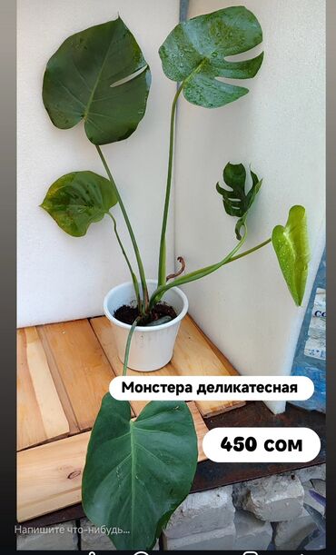 фикус чёрный принц: Монстера деликатесная, монстера минима,цена на фото. Монстера