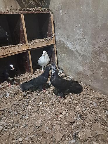 quşlar göyərçin: Ünvan bine savxoz — 3