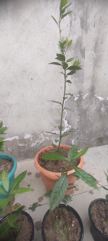 sitili: Dəfnə ağacı (Laurus nobilis) – ətirli, keyfiyyətli və məhsuldar sort — 3