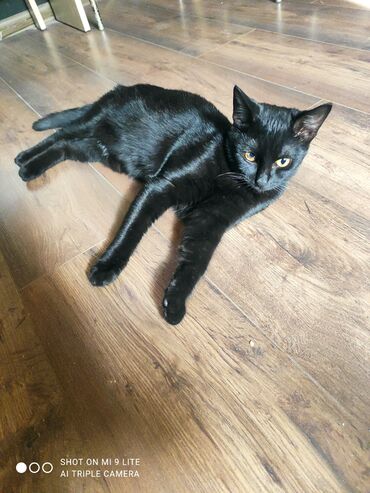 Pişiklər: Erkək, Cütləşmə üçün — 6