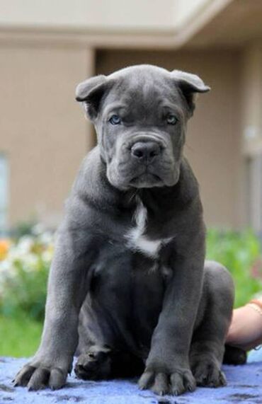 Psi: Ako tražite vernog člana porodice, obratite se nama i postanite — 4