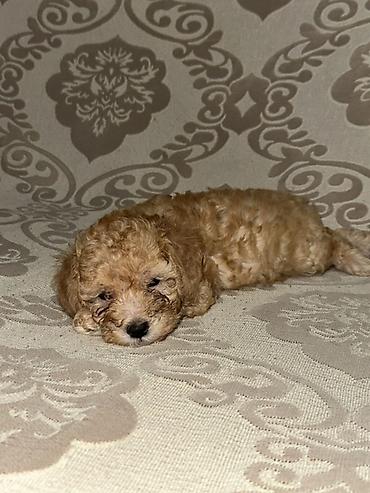 itle barter: Pudel, 2 ay, Erkək, Ünvandan götürmə, Ödənişli çatdırılma — 2