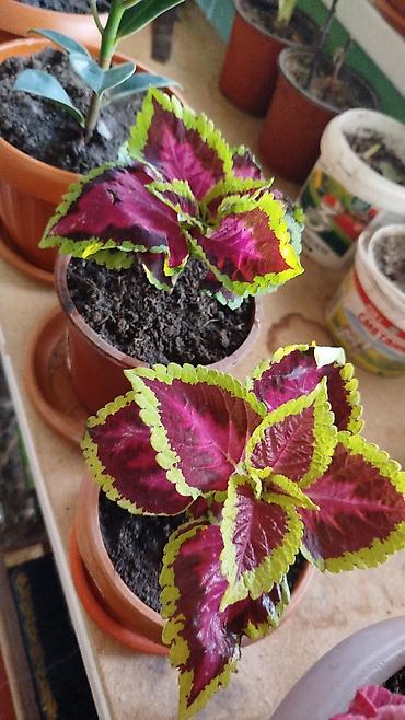 Герани и пеларгонии: Сортовой герандар сатылат. Баасы келишим турдо 300 сомдон жогору. - — 20