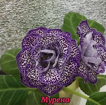 купить глоксинии: Продаю укорененные детки сортовых махровых глоксиний!Цена 200с — 7