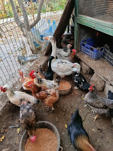 Toyuqlar: Satılır: həyət quşları (qarışıq) - Növ və rənglər: ağ qaz, ağ muskus — 8