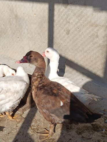 Ördəklər: 2 eded 6 ayliq yaxshi beslenmish ruan ordek(erkek dishi)cutu 125azn 5 -da lalafo.az — 14 Ördəklər: 2 eded 6 ayliq yaxshi beslenmish ruan ordek(erkek dishi)cutu 125azn 5 — 14