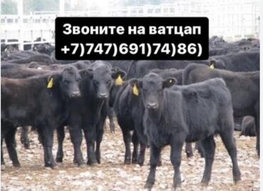 Коровы, быки: Бычки телята тёлучки +7)747)691)74)86) вотсап Бычки телята тёлки