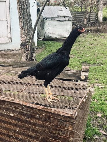 Cücələr: Toyuq cücələri, Damazlıq — 2