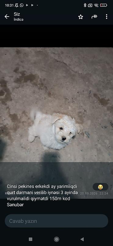 itlerin sekilleri: Pekines, 1 ay, Erkək — 1