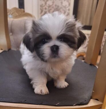сколько стоит миниатюрный пудель: Pekines, Erkek