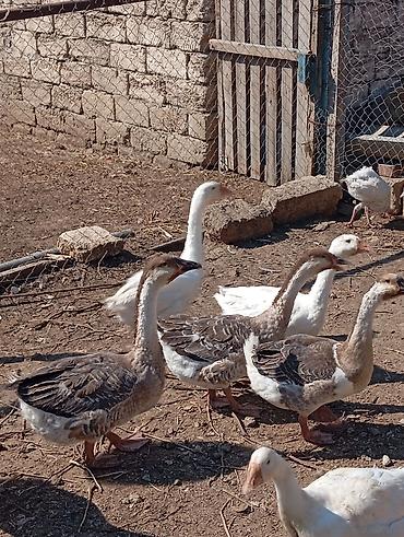 dis keyidici: Ərkey və dişi qazlardi tam saglam heyvanlardi tək təkdə satilir hamisi — 4