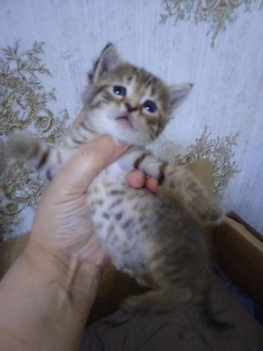 Pişiklər: Erkək, Dişi — 8