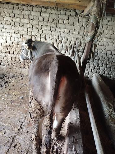 Коровы, быки: Продаю | Бык (самец) | Швицкая | На откорм | Привязанные — 5