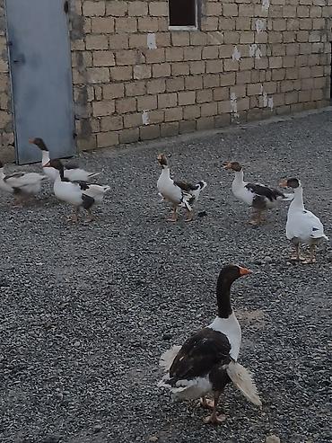 cins xoruz harda banliyar: Qazlar satılır – Yerli qaz qarışıq rəngli (ağ, boz-qara ləkəli) yerli — 1