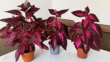 молочай цветок: Глоксиния комнатная в горшке (Gloxinia, Sinningia speciosa) - Крупные — 10