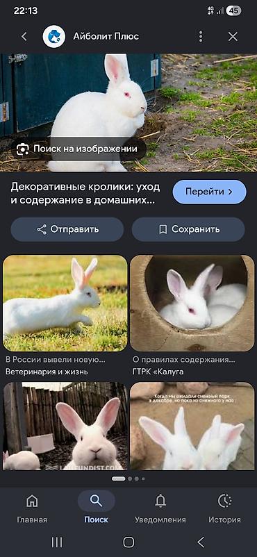 простые птички: Декоративные кролики (белые, красноглазые) - Порода/тип: снежно‑белые — 1