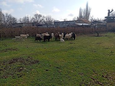 Козы, козлы: Продаю | Коза (самка), Козлёнок | Полукровка, Нубийская | На забой, Для разведения, Для молока | Племенные, Котные at lalafo.kg — 10 Козы, козлы: Продаю | Коза (самка), Козлёнок | Полукровка, Нубийская | На забой, Для разведения, Для молока | Племенные, Котные — 10