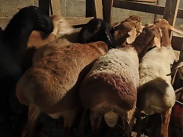 купить бенгальскую кошку: Продаю | Баран (самец) | Арашан | На забой — 2