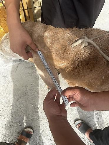 Баран, овца: Продаю | Баран (самец) | Арашан | Для разведения | Осеменитель — 9