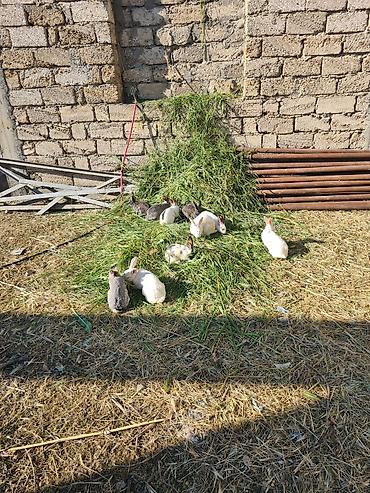 ev qusu: Satışda təmizcins ev dovşanları - Rənglər: ağ, boz, ağ-boz qarışıq - — 1
