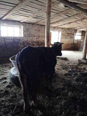голштин корова: Продаю | Корова (самка) | Полукровка | На откорм