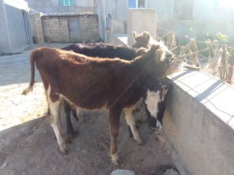 bakida cins ineklerin satisi: Dana, buzov, Dişi, Simental, ay: 1, 100 kq, Damazlıq, Südlük, Ətlik, Ünvandan götürmə, Pulsuz çatdırılma, Ödənişli çatdırılma