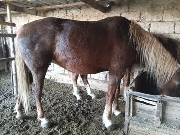 Лошади, кони: Продаю | Жеребенок — 6