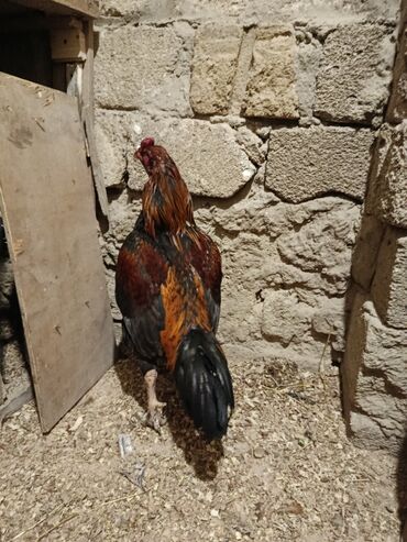 Xoruzlar: Yapon 1 yaş yarımlıq heyvandı problemsiz heyvandı barter yalnız şamo — 7