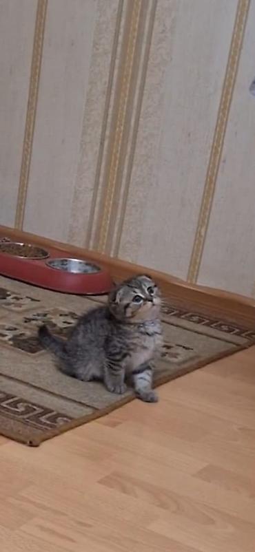 heyvan pişik: Boz tüklü balaca pişik bala - Rəng: açıq boz (bürünc alt tonlu) — 8